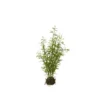 Bambus plante med rod H.63 cm.