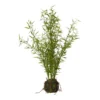 Bambusplante med rod 32x75 cm.