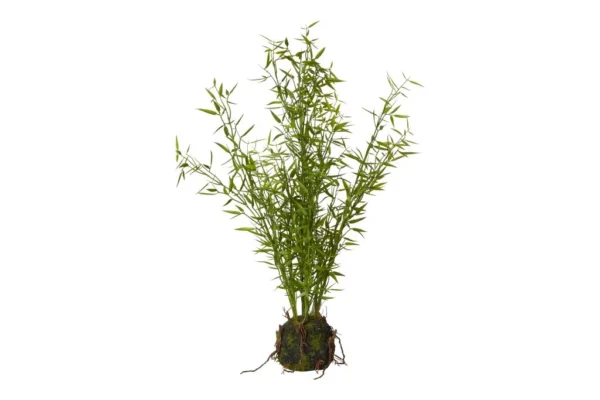 Bambusplante med rod 32x75 cm.
