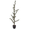 Cedertræ 150 cm. shopbillede