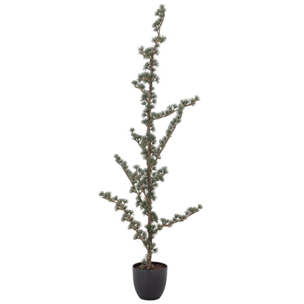 Cedertræ 150 cm. shopbillede