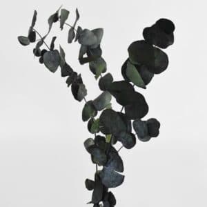 Eucalyptus gren shopbillede