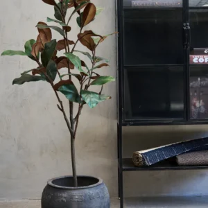 Miljøbillede gummitræ 150 cm.