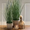 Miljøbillede lavendel H74 cm.
