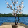 Miljøbillede magnoliatræ