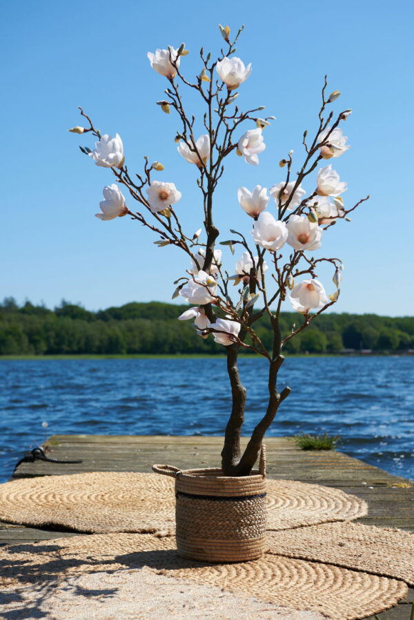 Miljøbillede magnoliatræ
