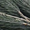 Nærbillede 2 af pine tree