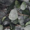 Nærbillede af gren eucalyptus
