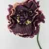 Nærbillede peony aubergine