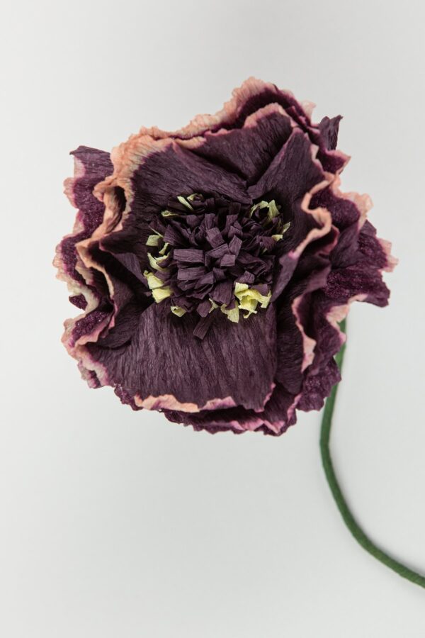 Nærbillede peony aubergine