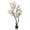 Shopbillede magnoliatræ