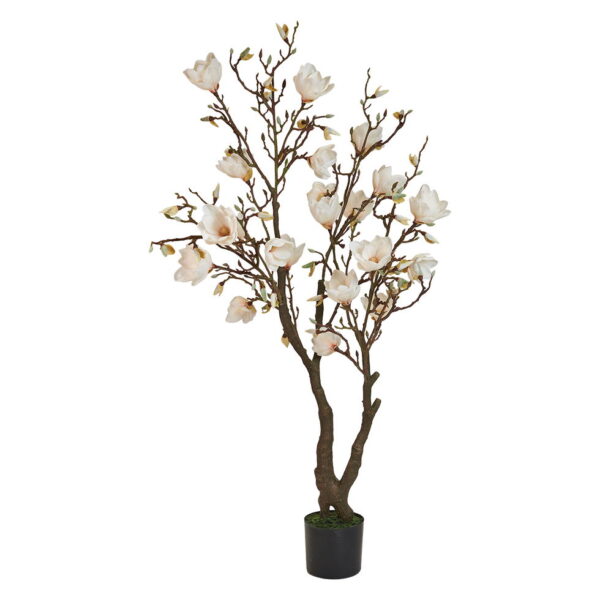Shopbillede magnoliatræ